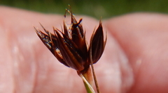 Schoenus nigricans