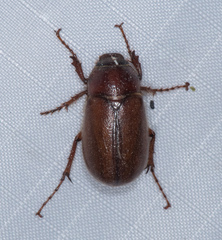 Phyllophaga bilobatata