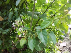 Gonolobus taylorianus