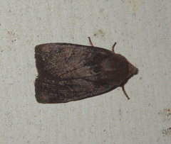 Conistra ligula