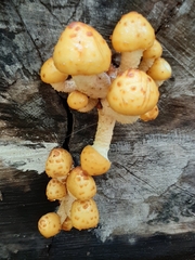 Pholiota adiposa
