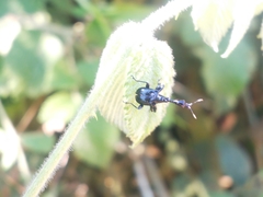 Trachelophorus madegassus