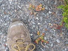 Drosanthemum stokoei