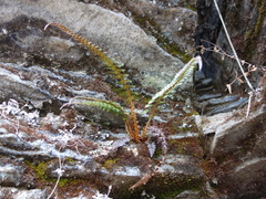 Polystichum neolobatum