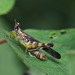 China mantispoides - Photo (c) portioid,  זכויות יוצרים חלקיות (CC BY-SA), הועלה על ידי portioid