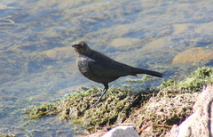 Euphagus