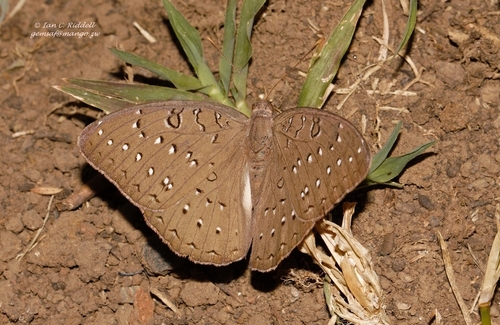 Guinea-fowl Butterfly