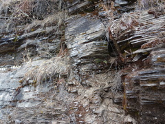 Polystichum neolobatum