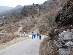 Polystichum neolobatum