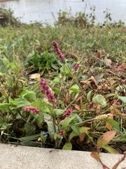 Persicaria longiseta
