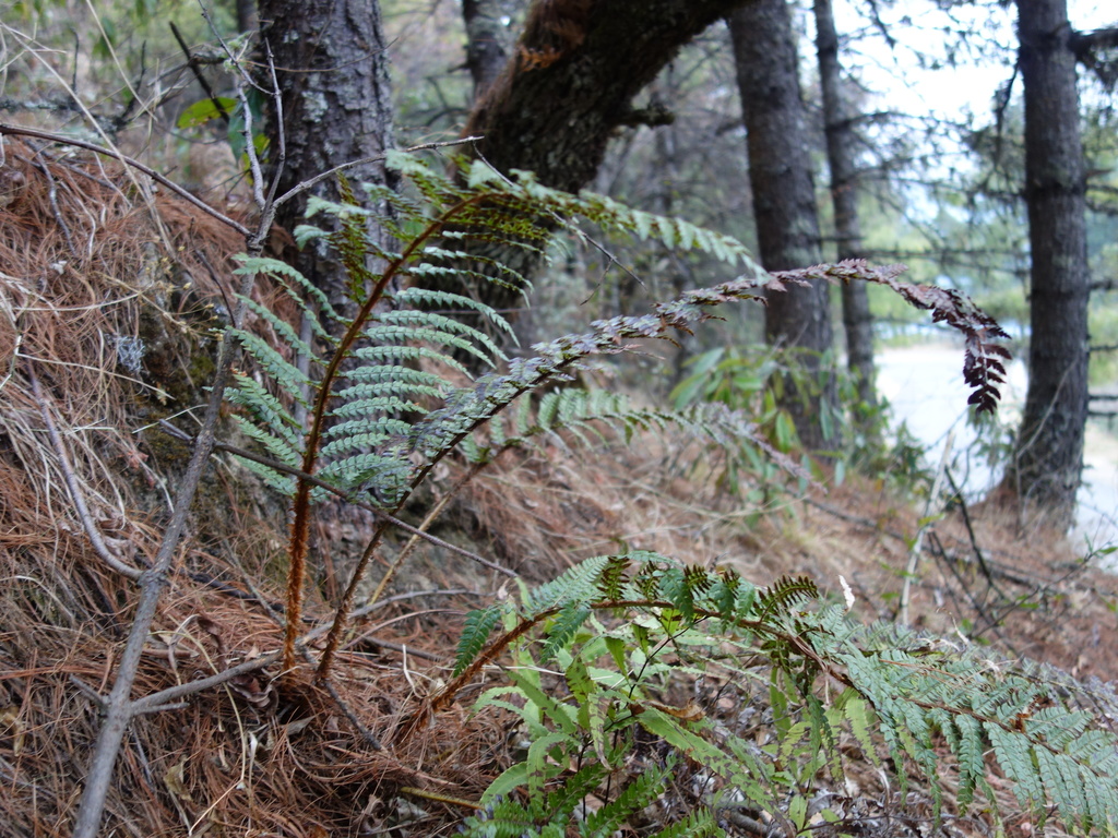 Polystichum squarrosum (Polystichum squarrosum)