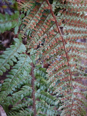 Polystichum squarrosum