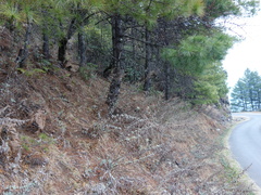 Polystichum squarrosum