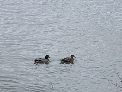 Anas platyrhynchos