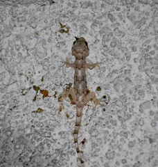 Hemidactylus mabouia