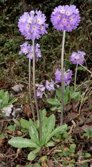 Primula denticulata