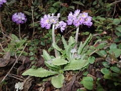 Primula denticulata
