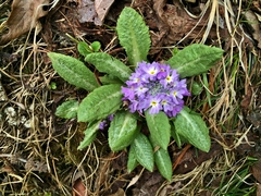 Primula denticulata