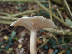 Clitocybe