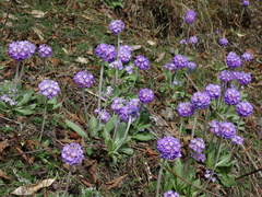 Primula denticulata