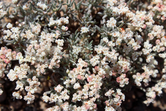 Eriogonum pulchrum