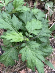 Artemisia vulgaris