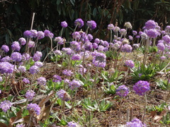 Primula denticulata