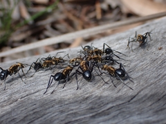 Polyrhachis semiaurata