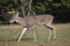 Odocoileus virginianus texanus
