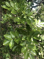 Zanthoxylum flavum