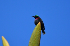 Cinnyris bifasciatus microrhynchus