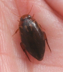 Coptotomus
