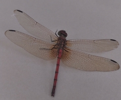Dythemis rufinervis
