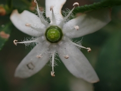 Philotheca trachyphylla