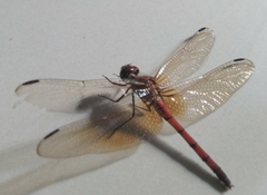 Dythemis rufinervis