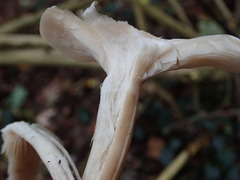 Clitocybe