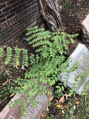 Gymnocladus dioicus