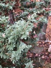 Chamaecyparis obtusa
