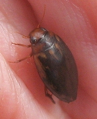 Coptotomus