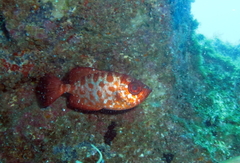 Heteropriacanthus fulgens