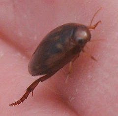 Coptotomus