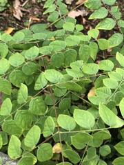 Gymnocladus dioicus