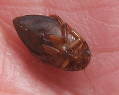 Coptotomus