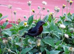 Sporophila castaneiventris