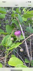 Clematis reticulata