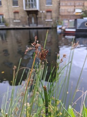 Juncus inflexus