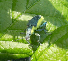 Chlorophanus viridis