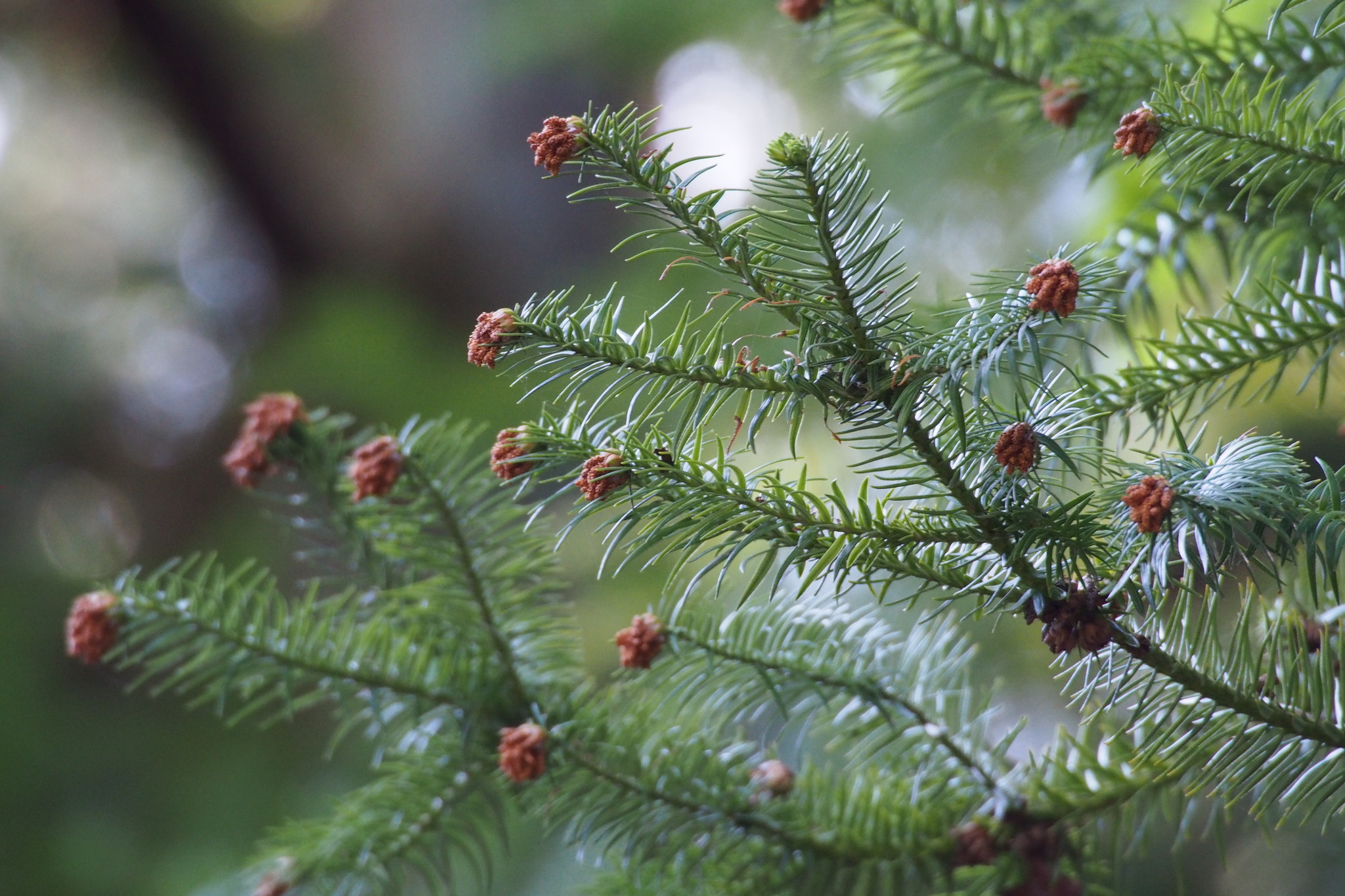 Cunninghamia lanceolata