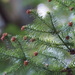 Cunninghamia lanceolata - Photo (c) harum.koh, μερικά δικαιώματα διατηρούνται (CC BY-SA)