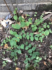 Gymnocladus dioicus
